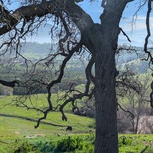 ~*~Posh Ambassador~*~